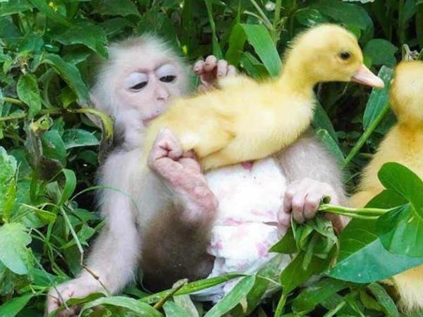 Cet adorable petit singe adore les canards, cette amitié improbable