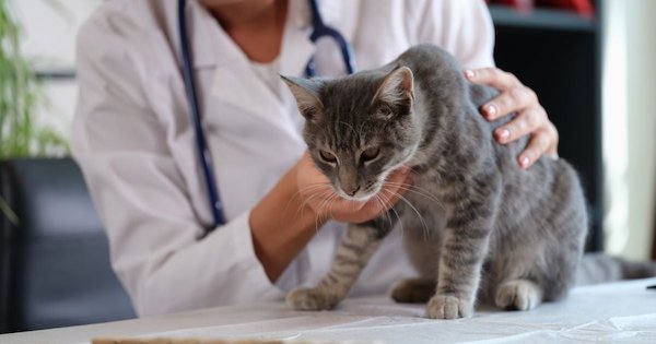 Cette amende salée que les habitants de cette ville risquent s’ils adoptent un chat