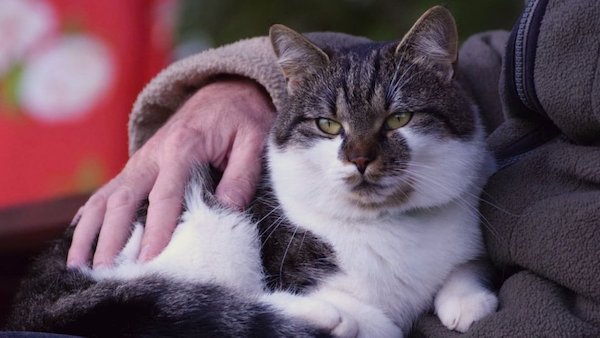 Cette amende salée que les habitants de cette ville risquent s’ils adoptent un chat