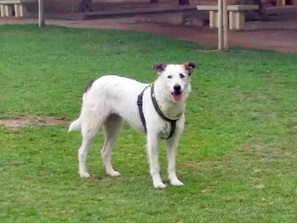 Cette chienne ne veut pas quitter le parc où son maître est décédé, sa vie va changer radicalement