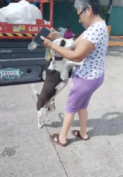 Cette mamie retrouve son chien qui a disparu grâce au dessin de sa petite-fille, une histoir émouvante