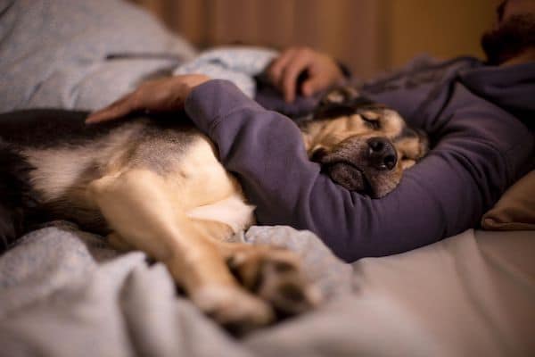 Cette raison pour laquelle les chiens veulent dormir la nuit avec leur propriétaire