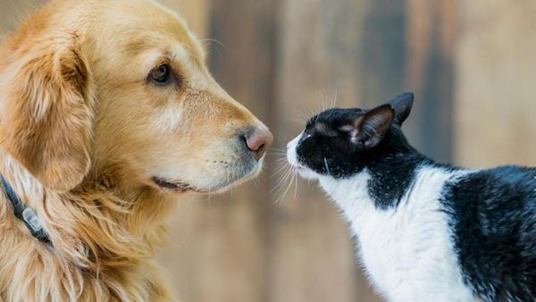 Chiens vs chats : l’animal le plus intelligent des deux selon des scientifiques