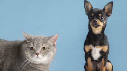 Chiens vs chats : l’animal le plus intelligent des deux selon des scientifiques