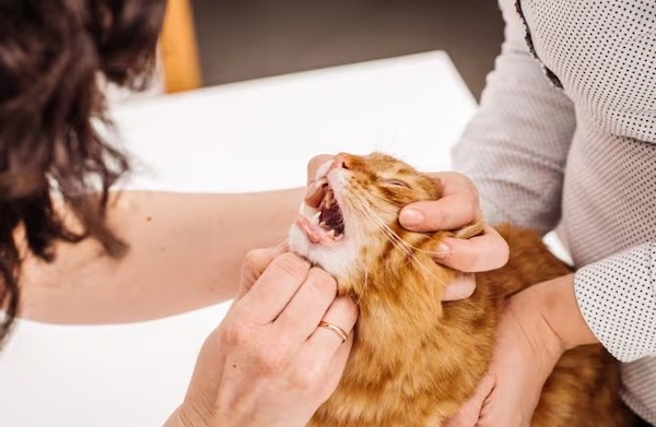 Comment faire la manœuvre de Heimlich chez un chat en cas d'asphyxie ? Les étapes à suivre