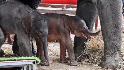 Des éléphants jumeaux, un mâle et une femelle, sont nés en Thaïlande, une rareté qui défie les pronostics
