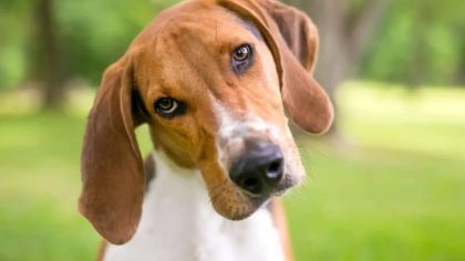 Des vétérinaires révèlent ce que cela signifie lorsque votre chien vous regarde fixement