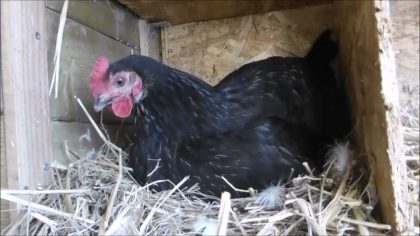 Elle adopte un poussin orphelin, la réaction inattendue de sa poule