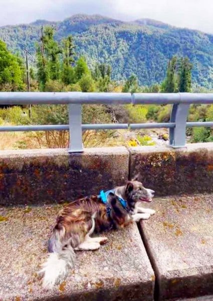 Elle traverse le Chili en sac à dos et rencontre un chien errant, leur destin va basculer