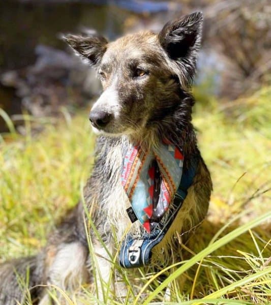 Elle traverse le Chili en sac à dos et rencontre un chien errant, leur destin va basculer