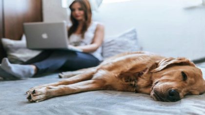 Est-il vraiment sain de dormir avec votre chien ou votre chat ? Des experts répondent