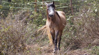 Hemi, le poulain né pour être un cheval de course est rejeté par tous, la raison hallucinante