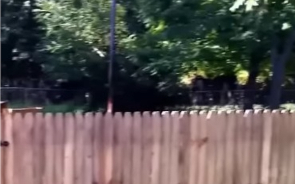 Il construit une clôture pour empêcher son chien de sortir, ce dernier la teste de façon hilarante