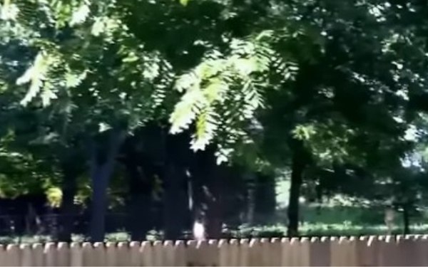 Il construit une clôture pour empêcher son chien de sortir, ce dernier la teste de façon hilarante