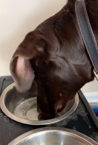 Il met de l’eau gazeuse dans le bol de son chien, sa réaction hilarante