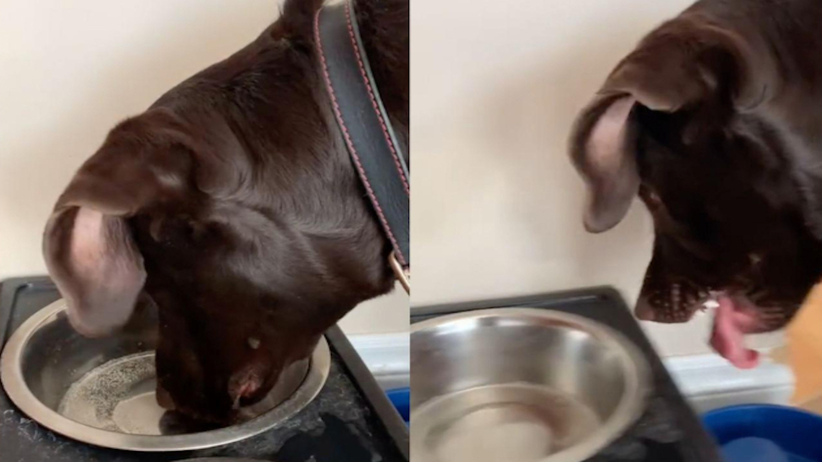 Il met de l’eau gazeuse dans le bol de son chien, sa réaction hilarante