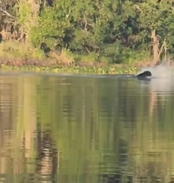 Il se balade sur un lac quand il voit un alligator en train de chasser un ours, une scène inédite