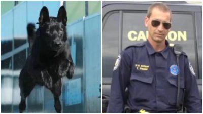 Ils agressent un policier mais ils ne savaient pas que son chien était avec lui, un héros