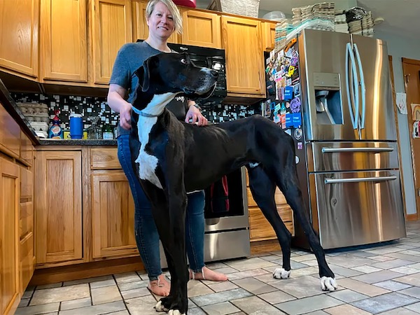Kevin, le chien qui remporte le record du monde Guinness du chien le plus grand au monde