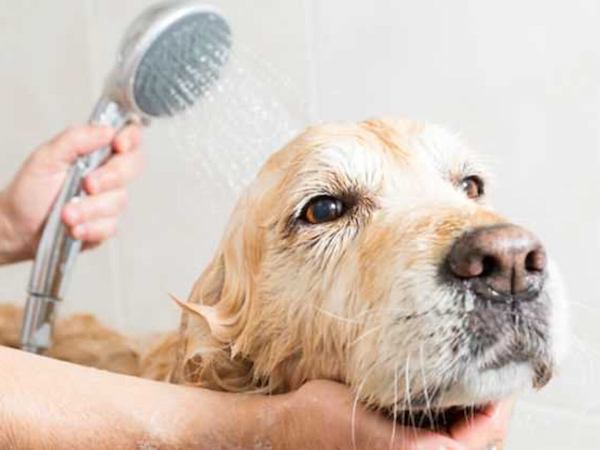 La fréquence idéale à laquelle vous devriez laver votre chien sans danger pour sa santé