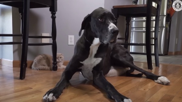 Le chien mâle le plus grand du monde, meurt quelques jours après avoir battu le record Guinness