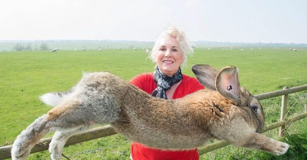 Le lapin qui a remporté le record du monde Guinness pour être le plus grand au monde a été volé
