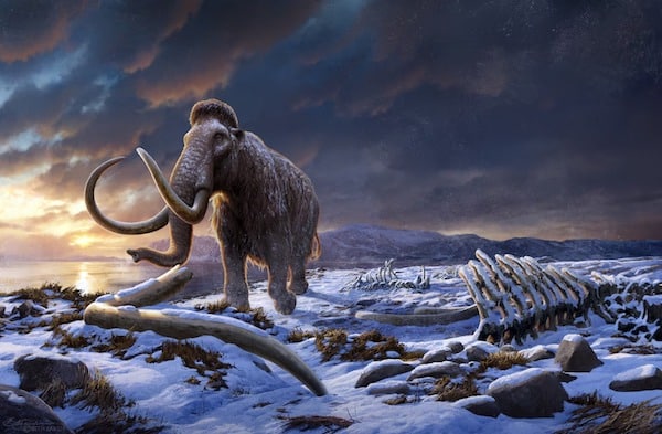 Le mystère des derniers mammouths : le climat, l’homme et la génétique n’expliquent pas leur extinction
