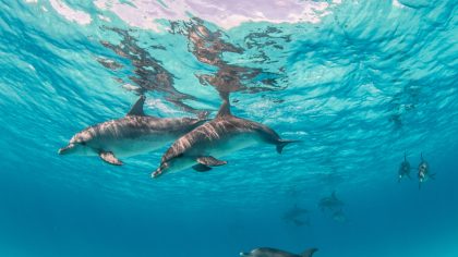 Le village qui a intenté un procès aux dauphins parce qu'ils gênaient le travail des pêcheurs espagnols