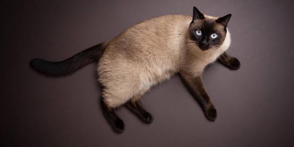 Les 5 races de chats les plus affectueuses au monde