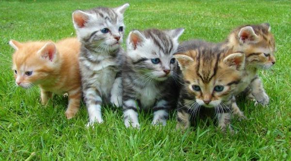 Les 5 races de chats les plus affectueuses au monde