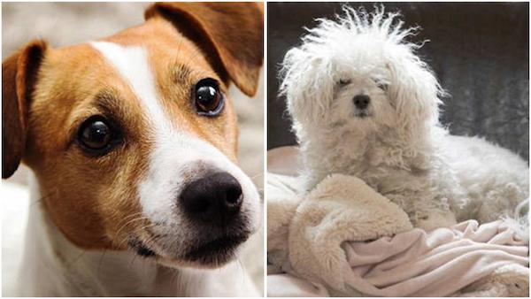 Les 5 races de chiens les plus difficiles à éduquer selon un vétérinaire