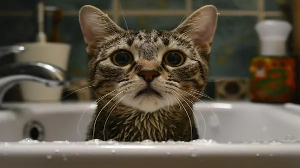Les astuces et conseils pour que votre chat n'ait plus peur de l’eau