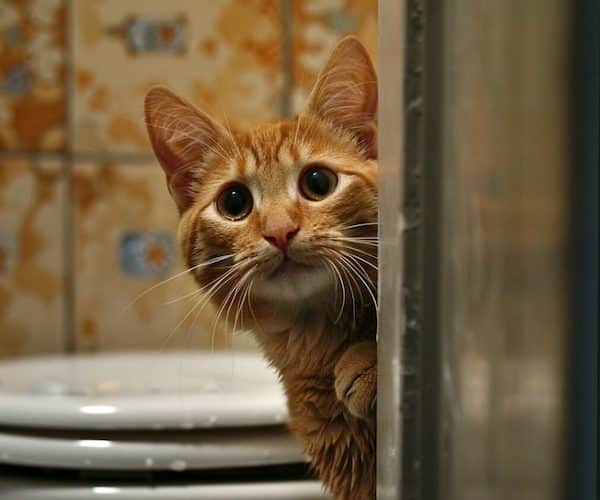 Les astuces et conseils pour que votre chat n'ait plus peur de l’eau