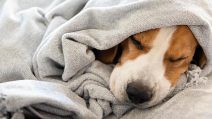 Les chiens doivent-ils être couverts lorsqu’ils dorment ? Les conseils des experts