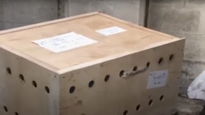Les employés de cet aéroport ouvrent une boîte en bois, ce qu’ils découvrent les sidèrent