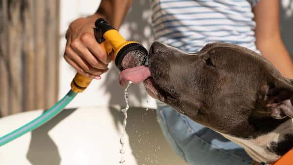 Les gestes à absolument adopter pour protéger votre chien des grosses chaleurs cet été