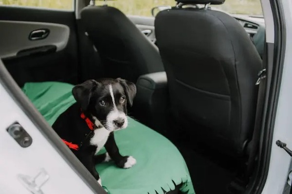 Les meilleurs conseils pour voyager en voiture avec votre chien cet été en toute sécurité