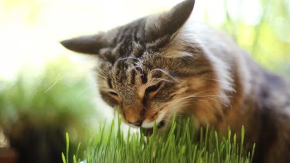 Les plantes les plus toxiques pour les chats à bannir de chez vous