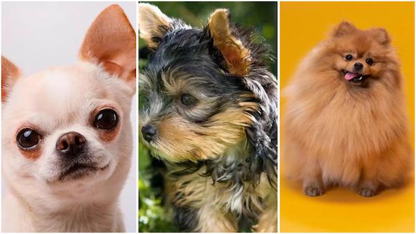 Les races de chiens miniatures qui vont vous faire craquer