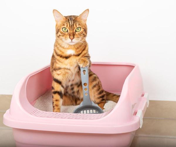 Les raisons pour lesquelles votre chat jette sa litière hors du bac, selon des experts