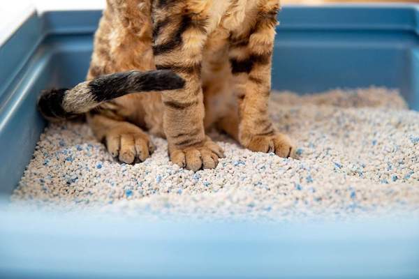 Les raisons pour lesquelles votre chat jette sa litière hors du bac, selon des experts