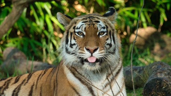 Les tigres ne sont pas des félins, voici pourquoi