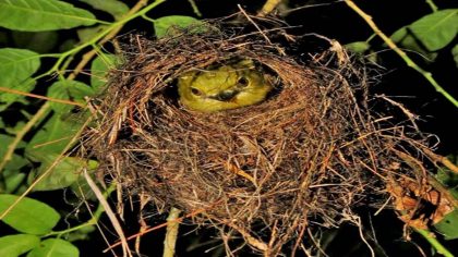 Les types de nids d'oiseaux les plus étranges que vous n'avez jamais vus et que vous devriez connaître