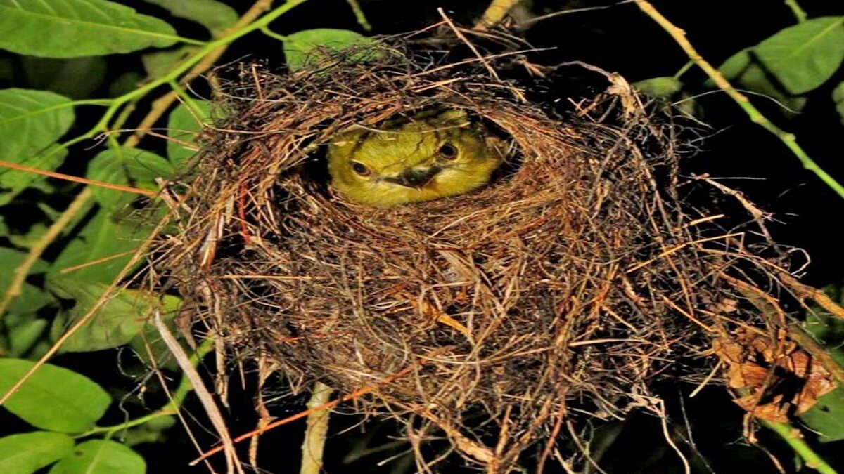Les types de nids d'oiseaux les plus étranges que vous n'avez jamais vus et que vous devriez connaître