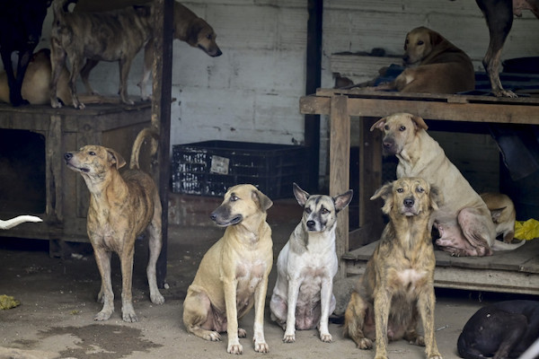 L’histoire de Liliana, 43 ans, et son refuge pour plus de 200 chiens