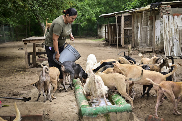 L’histoire de Liliana, 43 ans, et son refuge pour plus de 200 chiens
