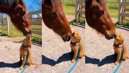 L'incroyable amitié entre un chien golden retriever et un cheval : un amour véritable