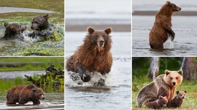 L’incroyable histoire d’une ourse désespérée qui voit ses oursons se noyer dans un lac