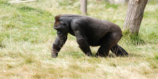 Pourquoi les gorilles se frappent-ils la poitrine ? Cela n'arrive pas que dans les films
