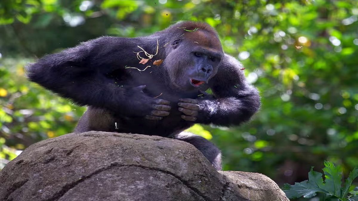 Pourquoi les gorilles se frappent-ils la poitrine ? Cela n'arrive pas que dans les films